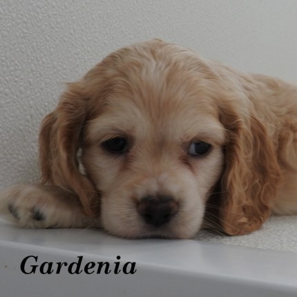 puppy, for, sale, Cocker Spaniel, Joe & Cherri  Overlease, dog, breeder, Miller, MO, dog-breeder, puppy-for-sale, forsale, nearby, find, puppyfind, locator, puppylocator, aca